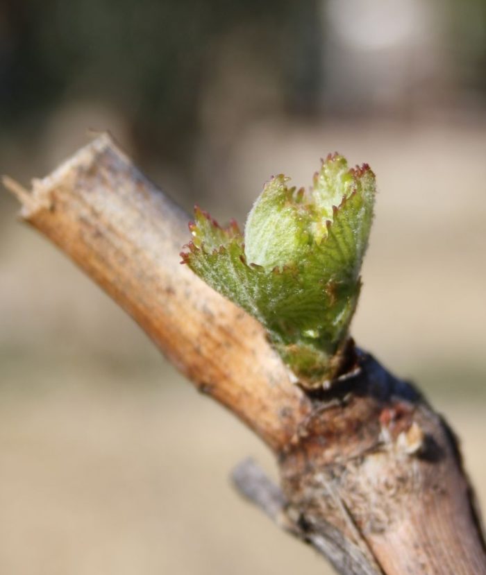 Vigne printemps IMG_3547_2 gigondas