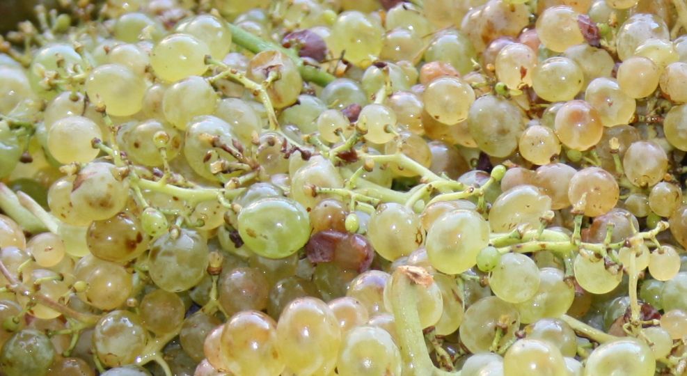 Read more about the article Vendanges 2011
