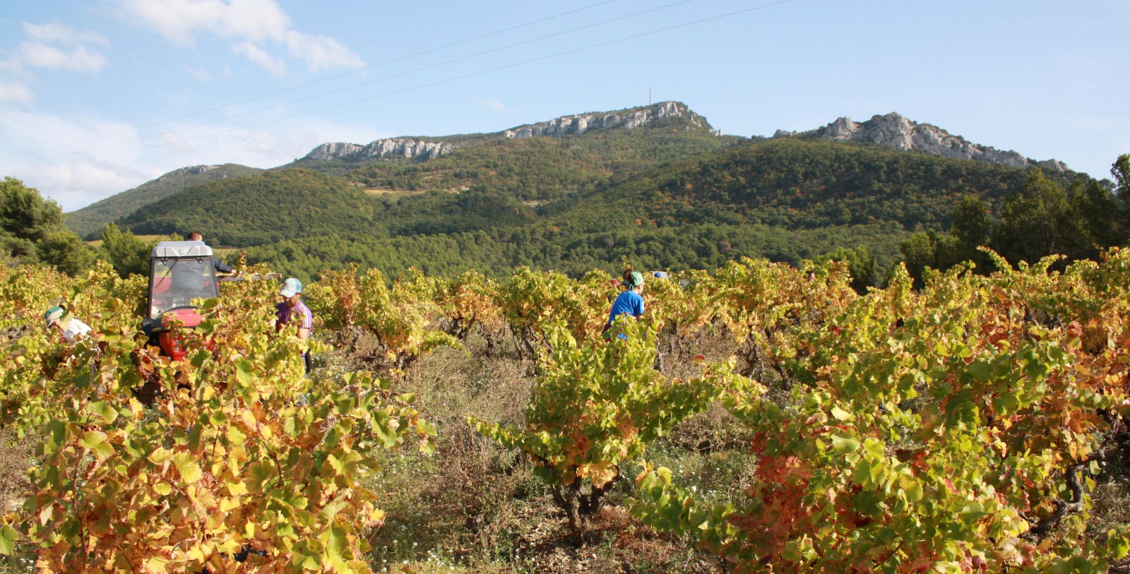 Vendanges Pierre Amadieu