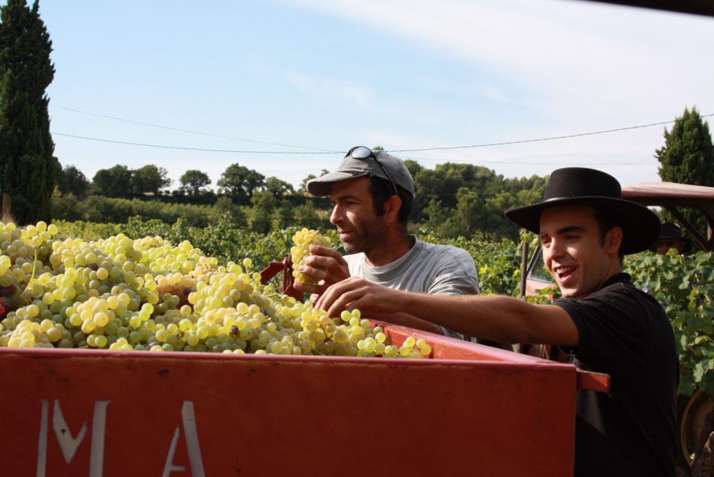 Vendanges 2015 Cairanne