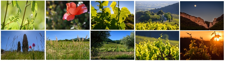 vigne printemps amadieu gigondas