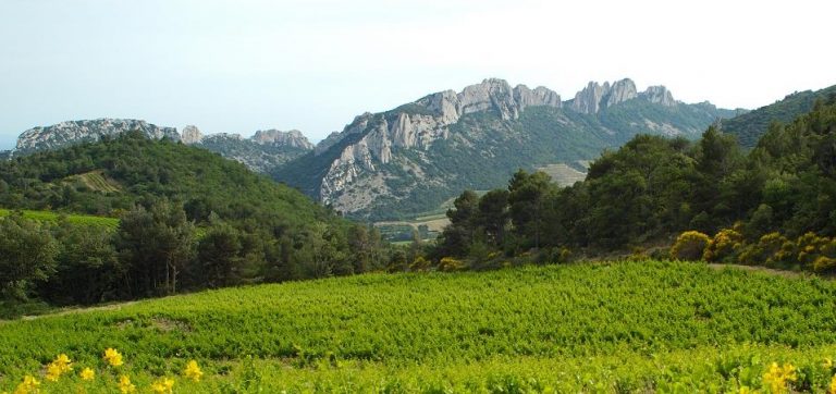 Gigondas terroir Dentelles de Montmirail