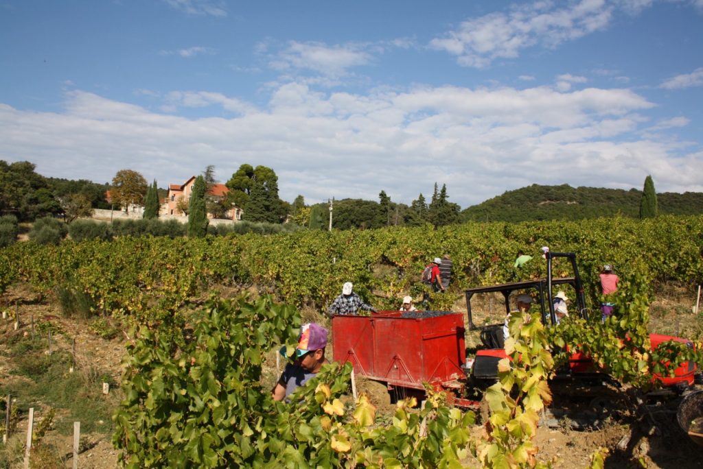 Vendanges 2018 IMG_4414 gigondas