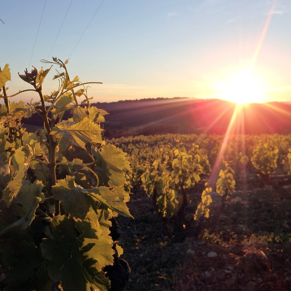 coucher de soleil sur les vignes