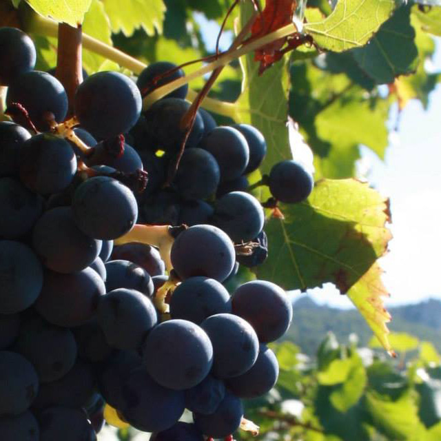 Grenache Grape variety