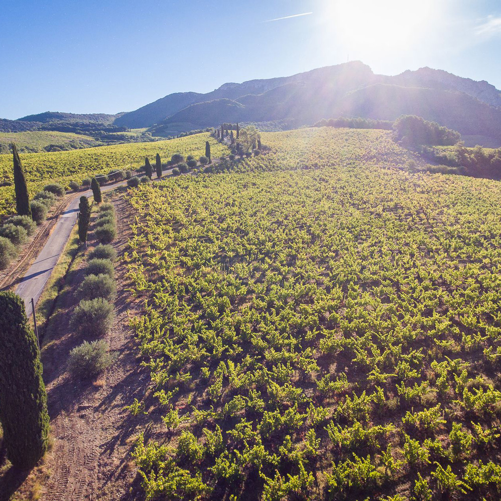 Vendanges-2016 Pierre Amadieu