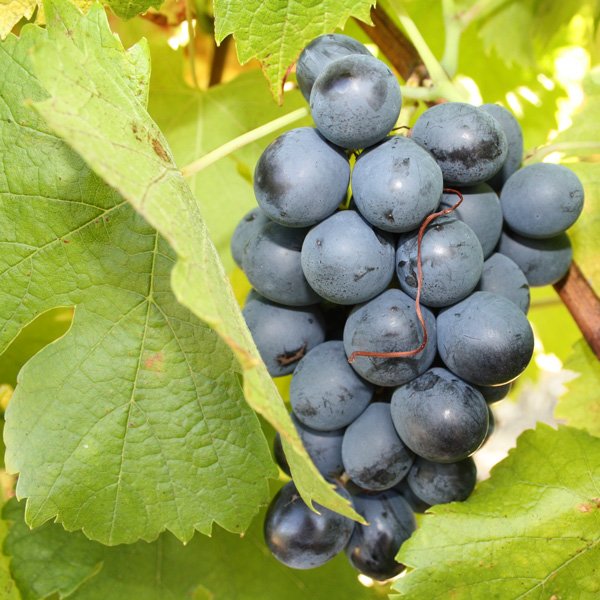 Cinsault Grape variety