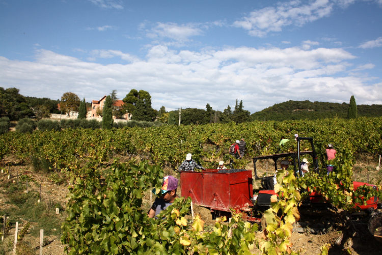 Vendanges 2018