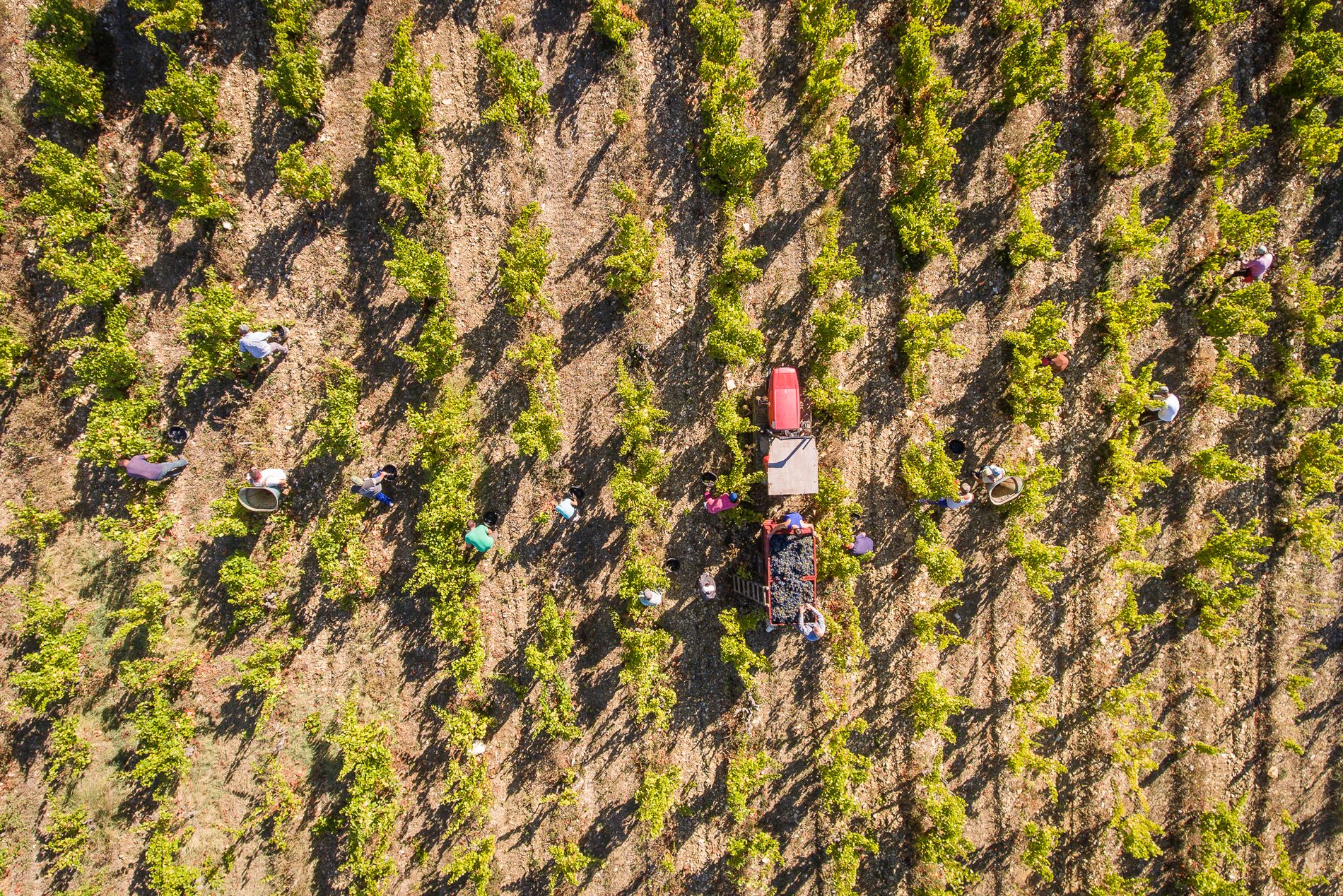 Vendanges 2016