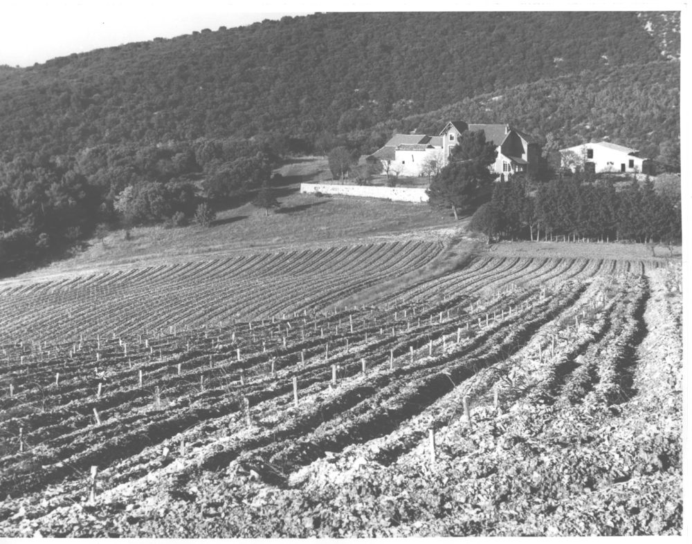 Romane plantation 1958