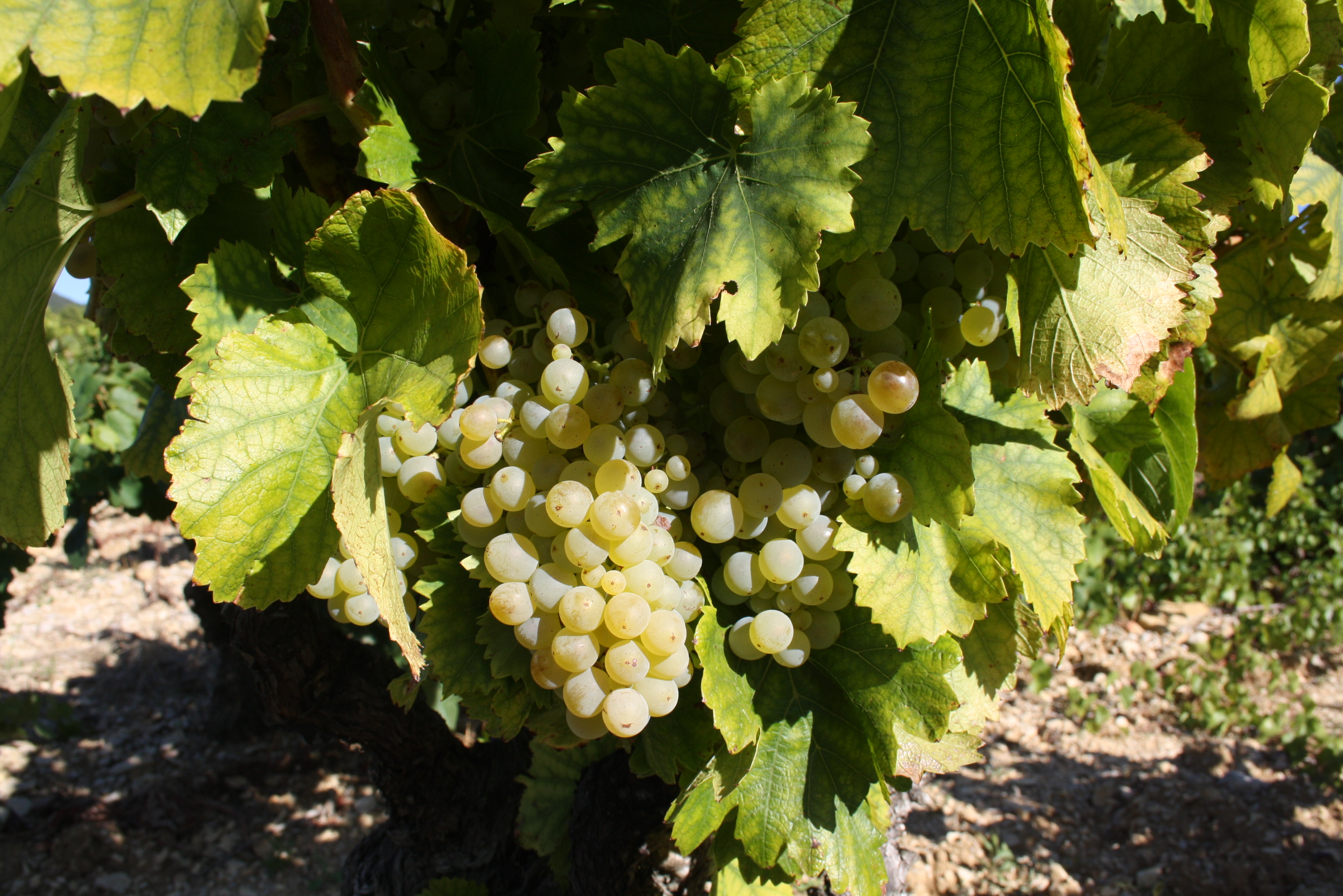 White Grenache Grape variety