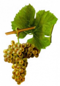 viognier