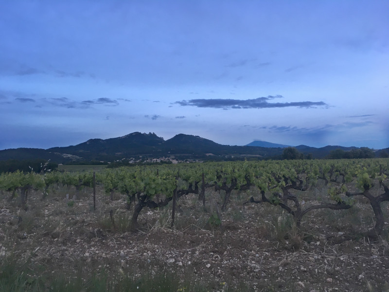 Vacqueyras vineyard