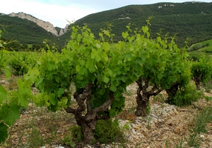 Grenache_pas de l'aigle