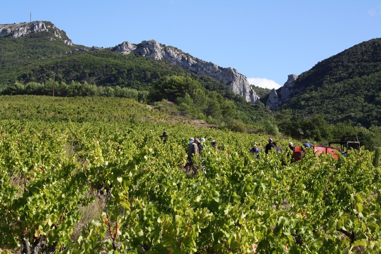 Vendanges 2019