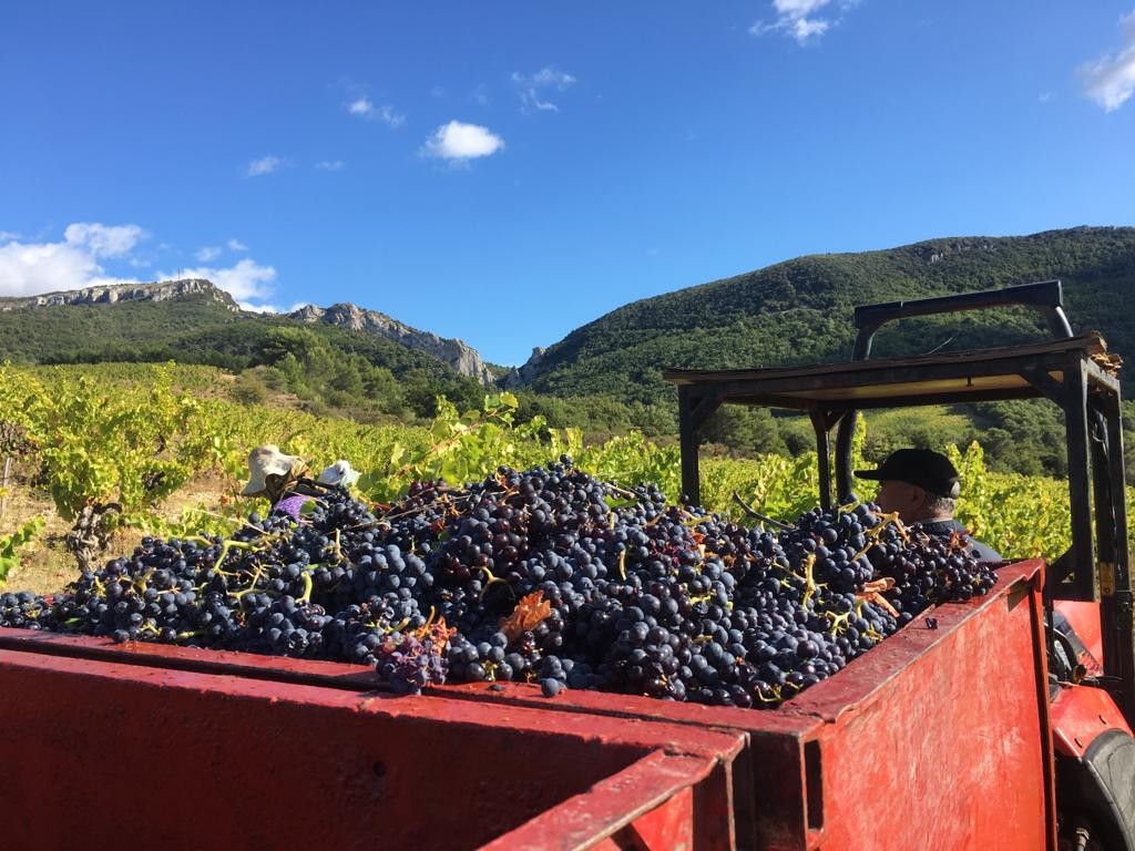 Read more about the article Vendanges 2019