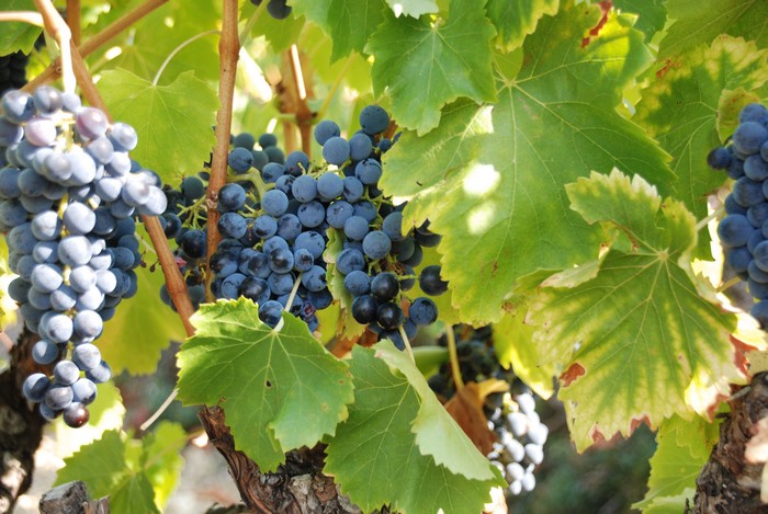 vendanges 2020