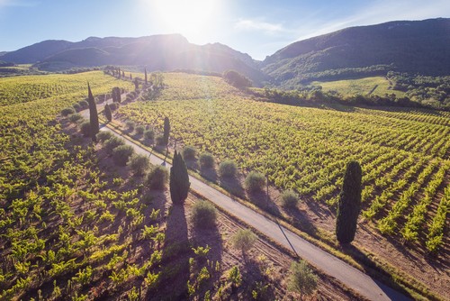 Lire la suite à propos de l’article Balade et dégustation au sein du vignoble