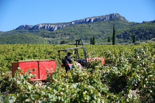 Lire la suite à propos de l’article Vendanges 2021