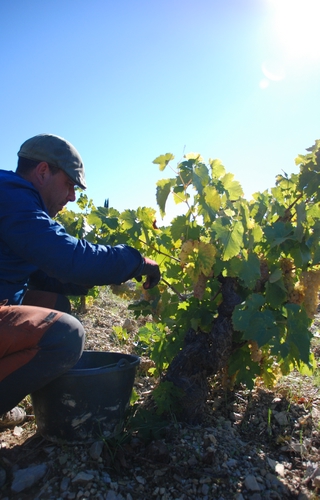 Vendanges Clairette