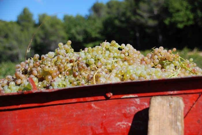 Clairette Gigondas blanc