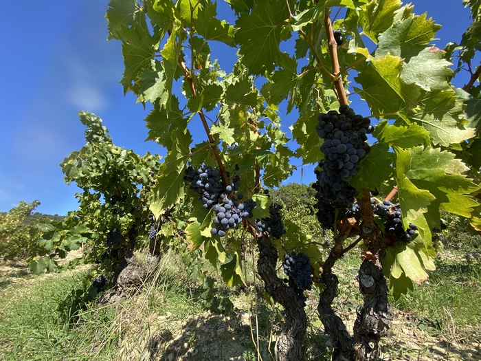 Read more about the article Vendanges 2022