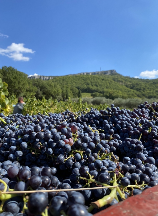 Vendanges 2022 Gigondas Pierre Amadieu