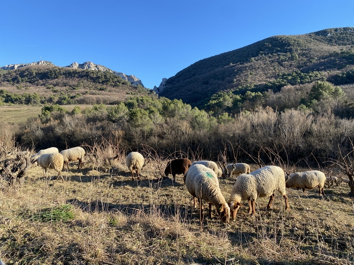 Moutons dans les vignes à Gigondas