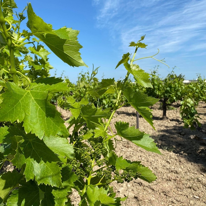 vignes gigondas millésime 2021