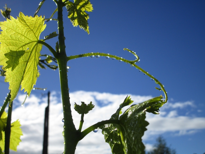 millésime 2021 vignes gigondas