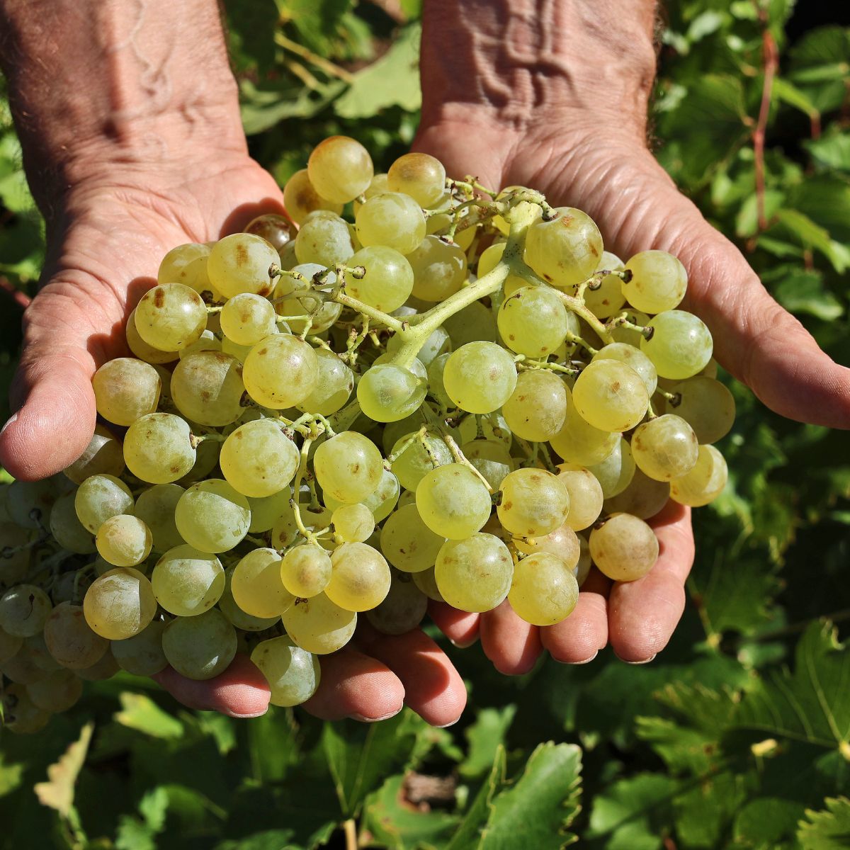 Lire la suite à propos de l’article Vendanges 2023