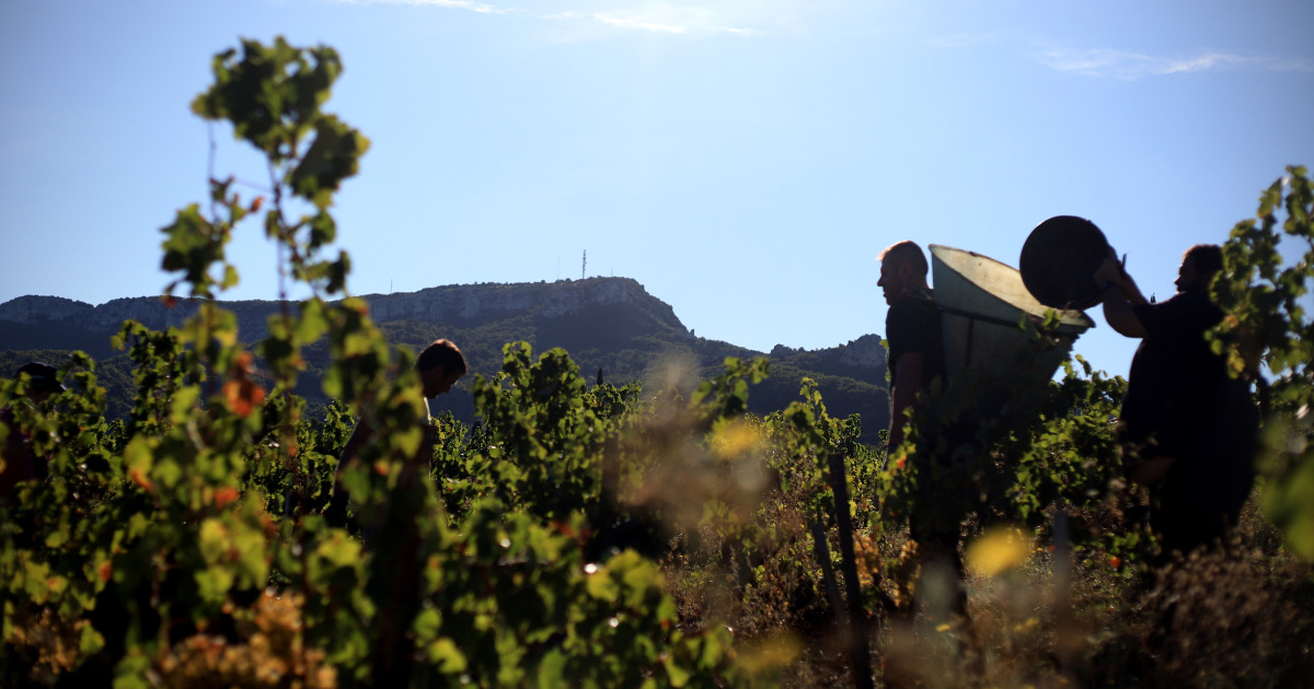 Gigondas Harvests at Altitude