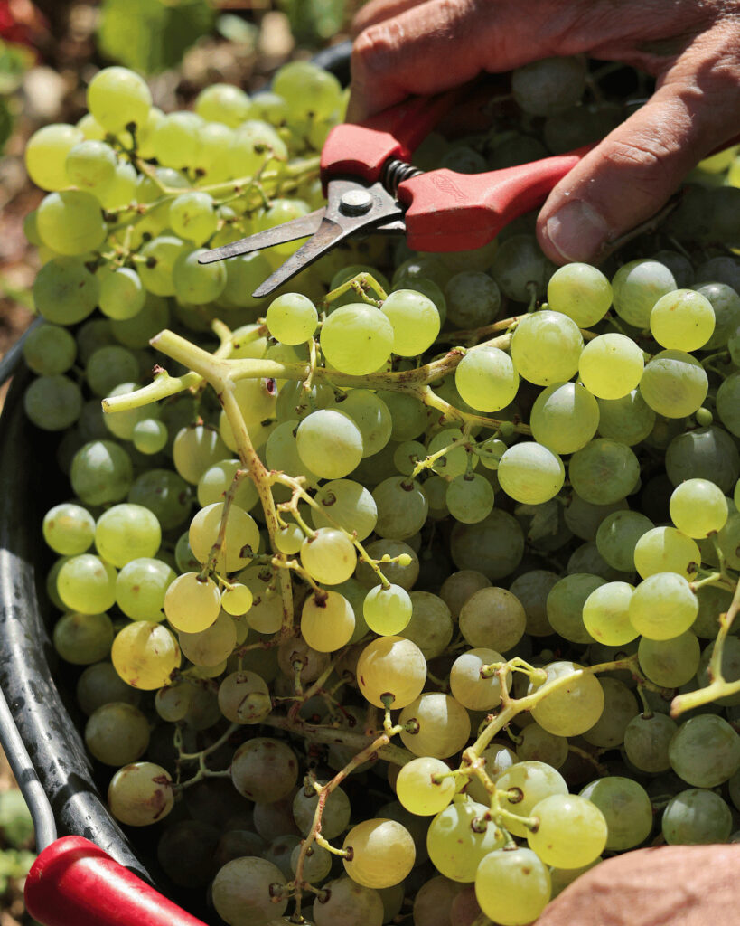 White Gigondas Clairette