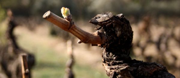 Gigondas rouge newsletter printemps pierre amadieu