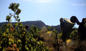gigondas vendanges altitude