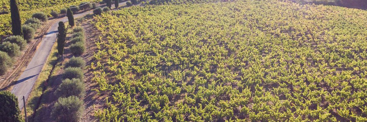 Vendanges-2016 Pierre Amadieu