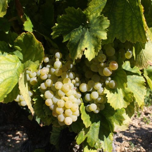 grenache blanc 8287 cepage gigondas