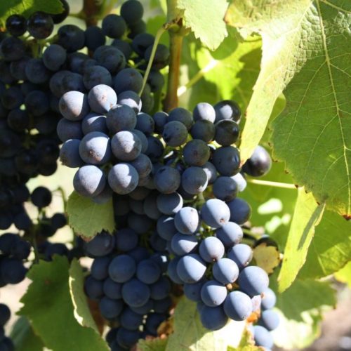 syrah 8322 cépage gigondas